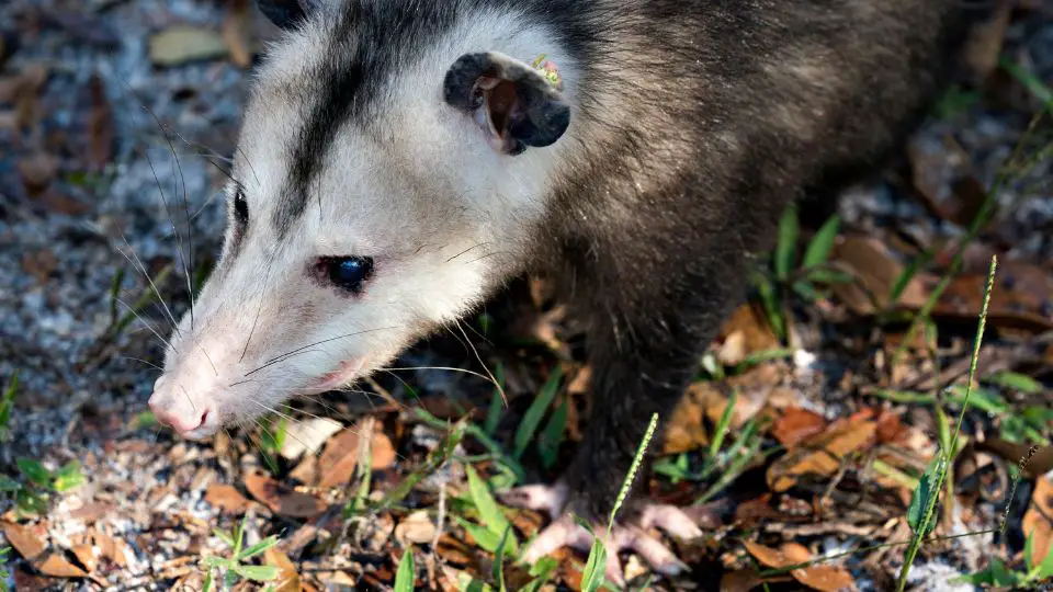 opossum walking on dried leaves and green grass