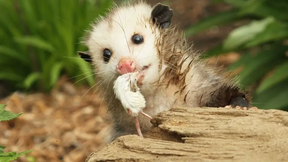 opossum eating a mouse