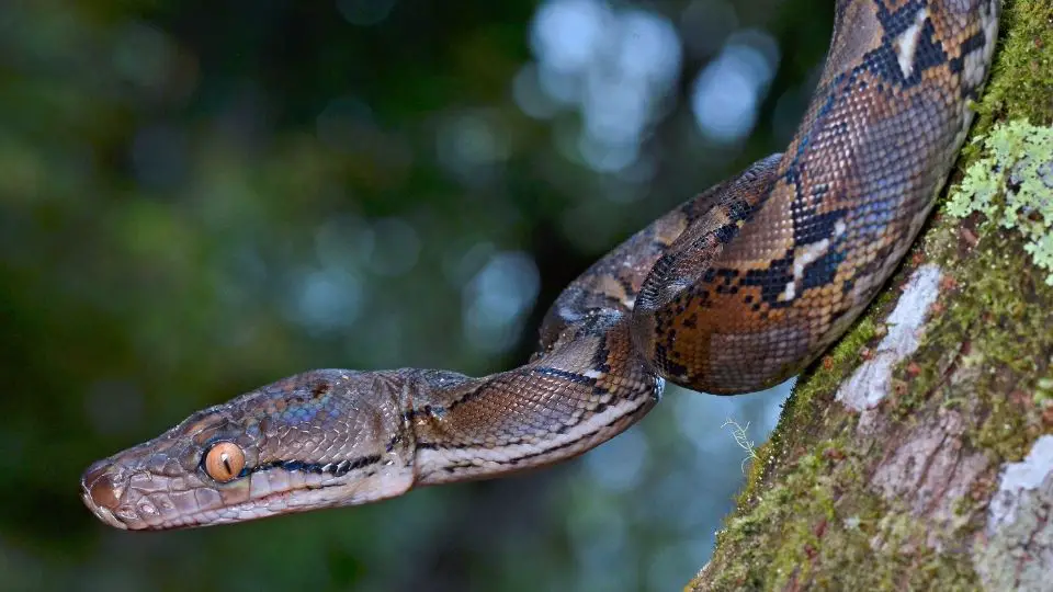 python slithering down a mossy tree