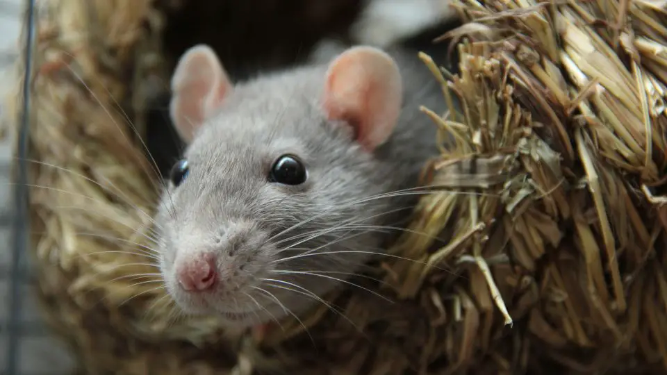 rat close up in straw