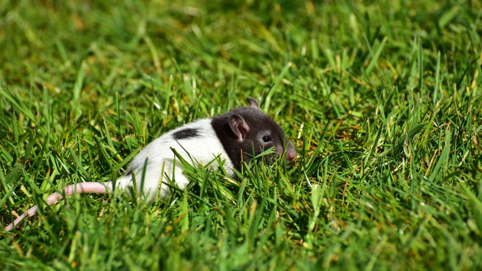 black and white rat in the green grass
