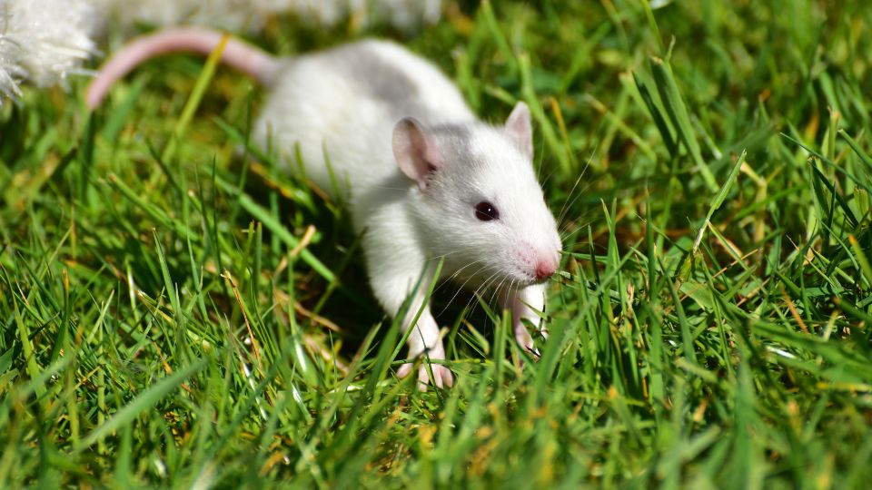 white mouse walking through medium blades of green grass