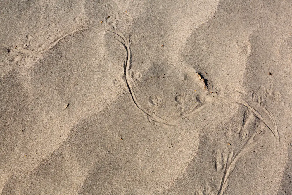 Rat Tracks In Mud