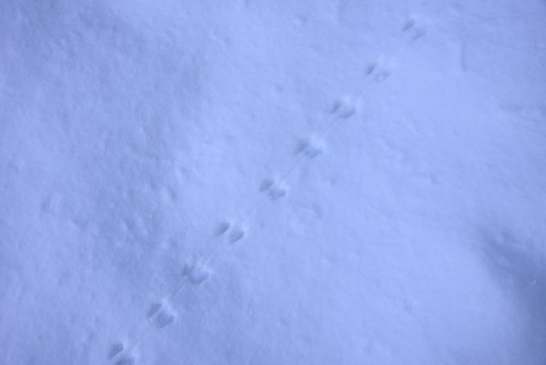 What Do Rat Tracks In Snow Look Like: Identification & Pictures