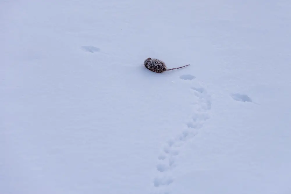 rat footprints