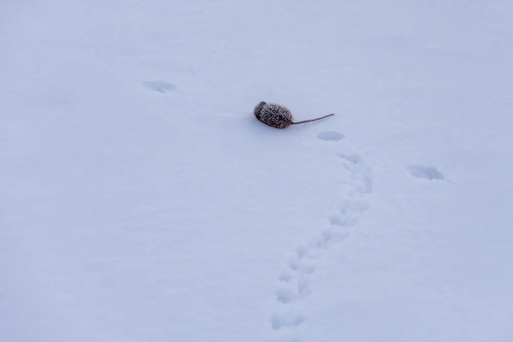 How easily see rat paw prints look like