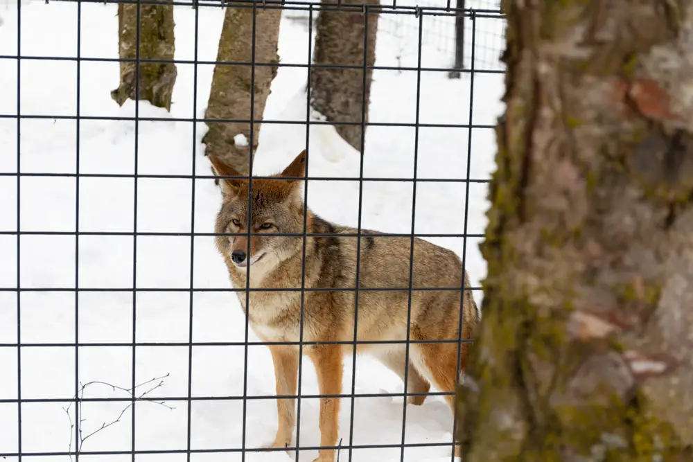 coyote standing near a metal fence in a snowy treescape