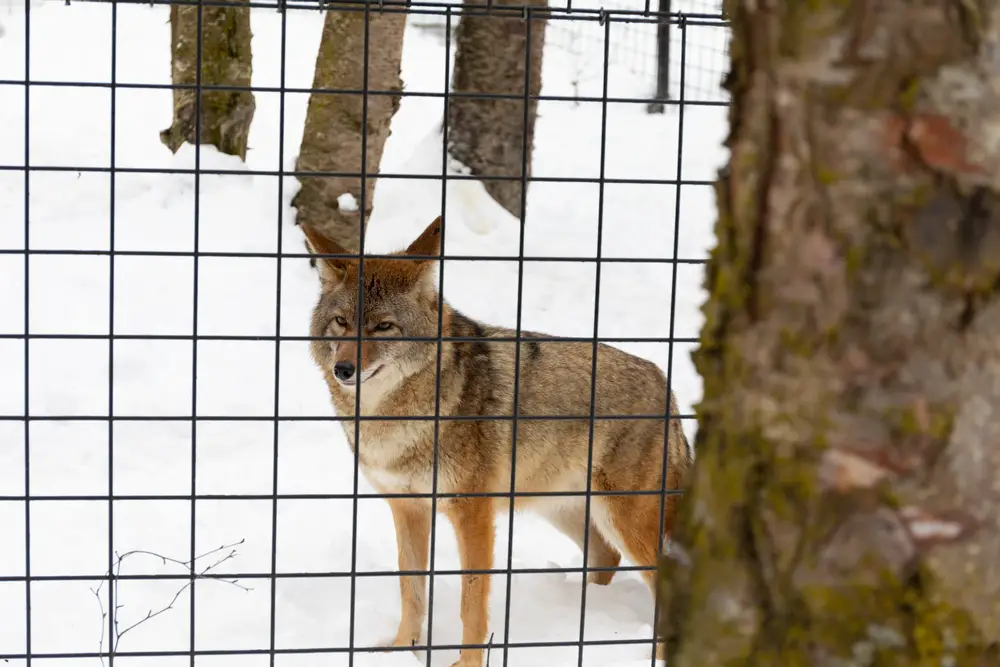 How High Can A Coyote Jump   Shutterstock 2136326273 