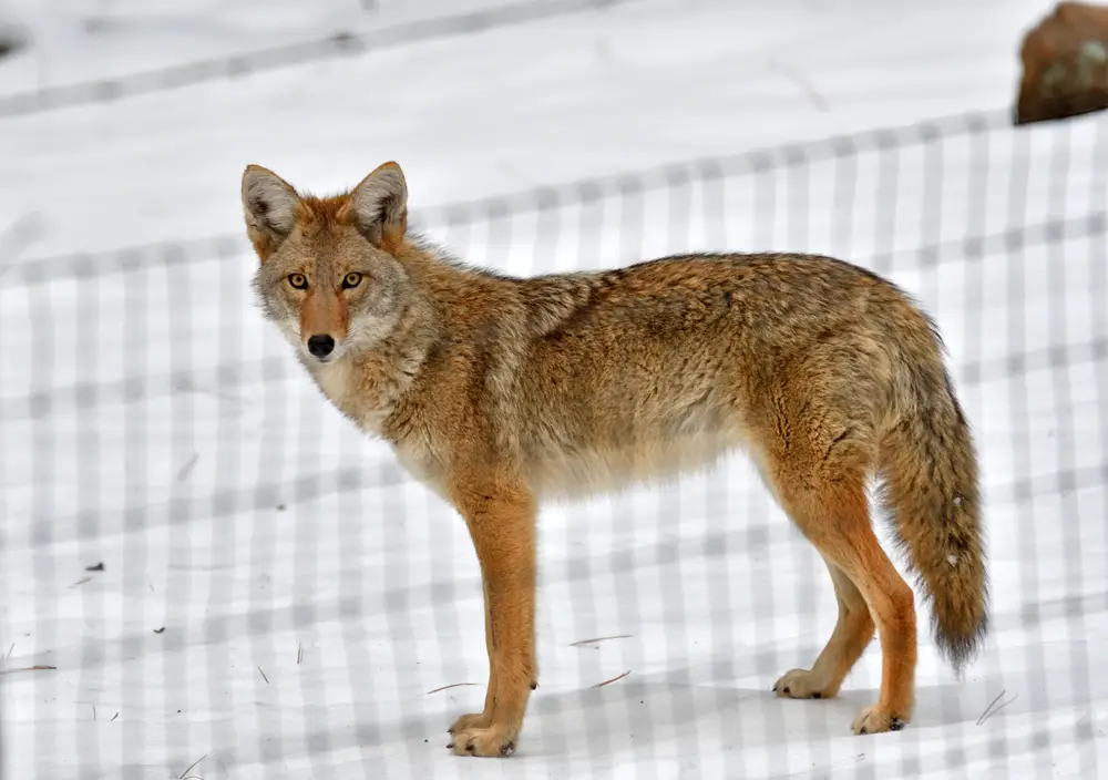 coyote stranding on snowy ground staring at a fence 