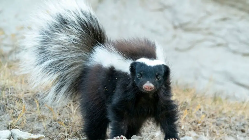 hog nosed skunk near a rocky face