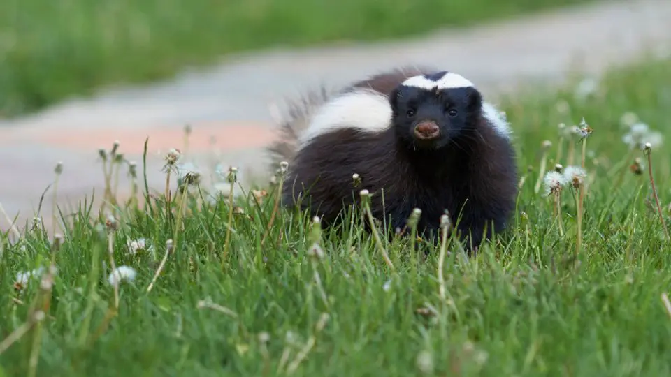 skunk near a pathway in a field of dandelions