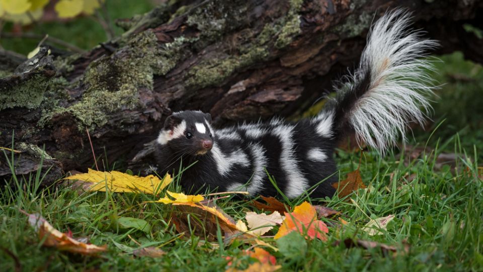 spotted skunk near a mossy tree
