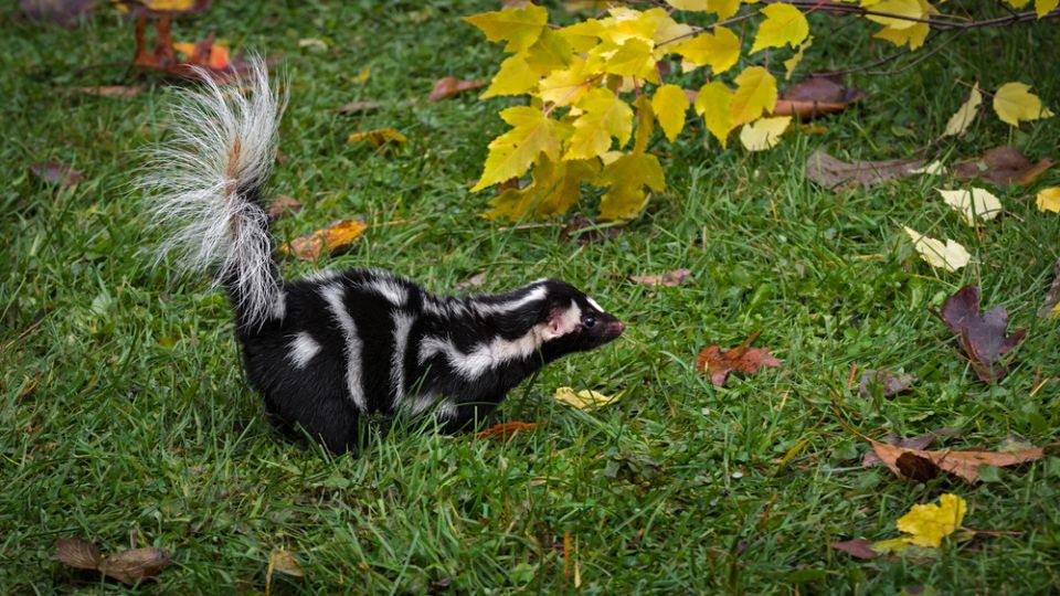 spotted skunk in a grassy area with autumn leaves