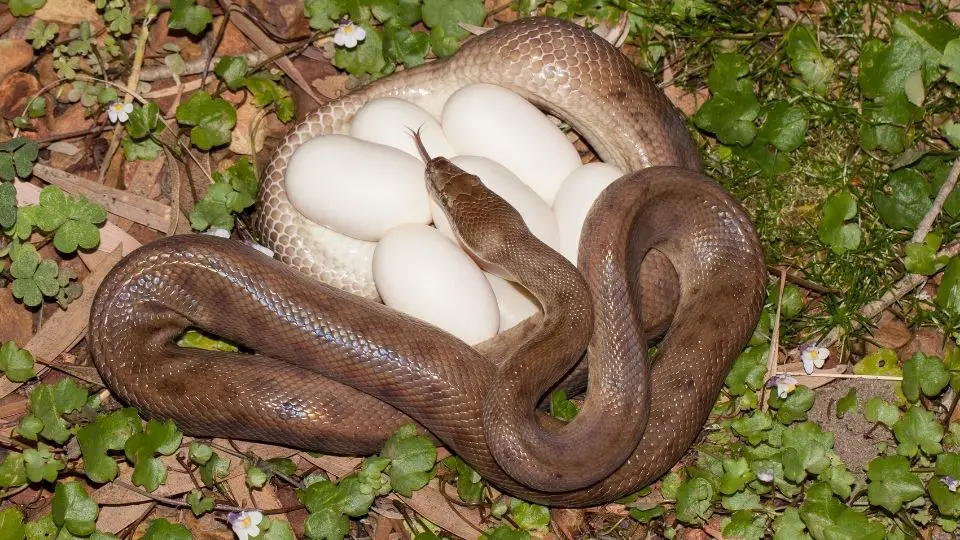 baby snakes still in eggs
