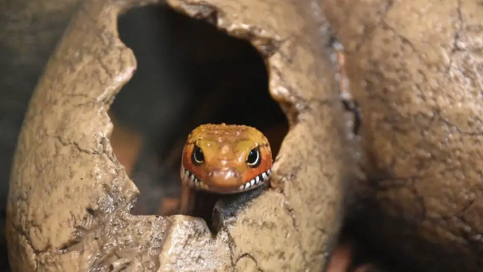 baby snake hatching from an egg
