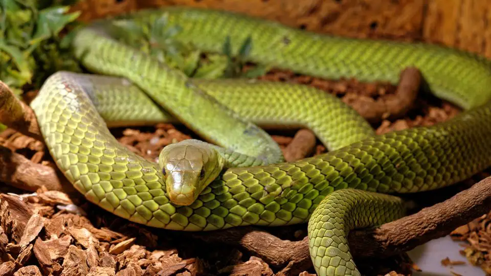 green snake coiled on wood chips