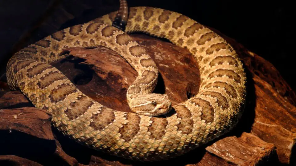 do rattlesnakes hibernate