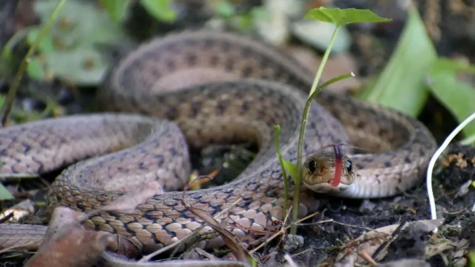 rat snake sticking out its tongue