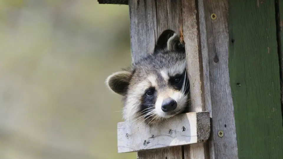 where do racoons live 3