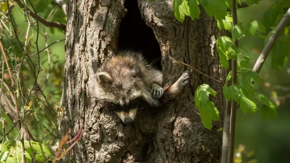 where do racoons sleep