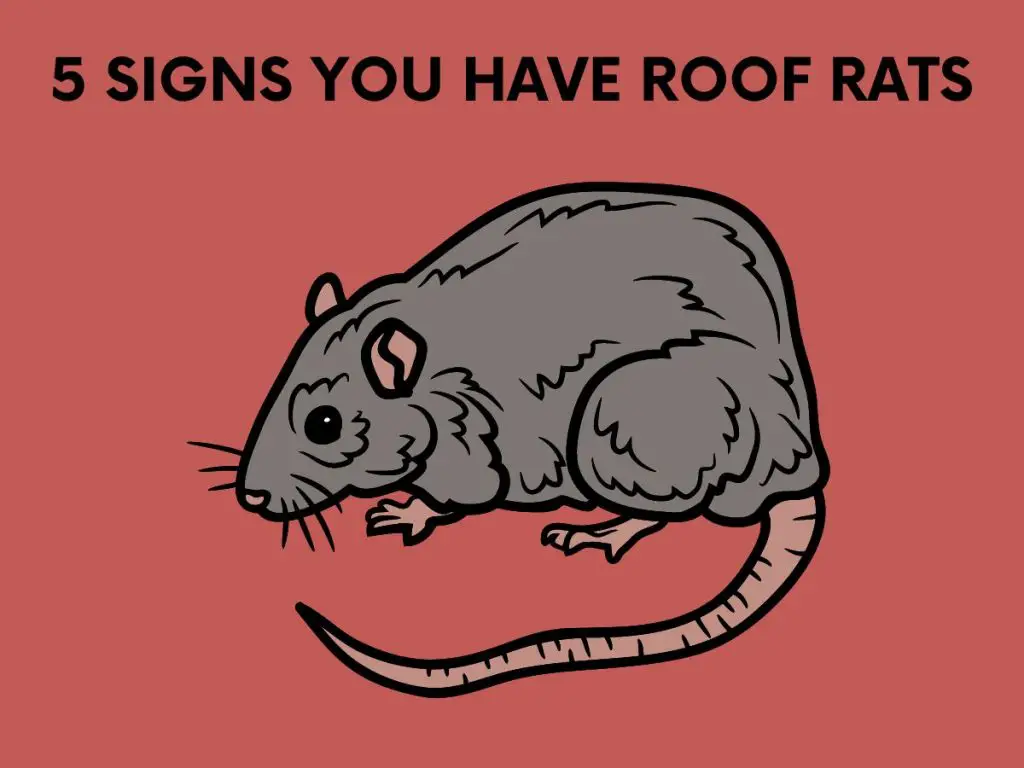 SIGNS YOU HAVE ROOF RATS