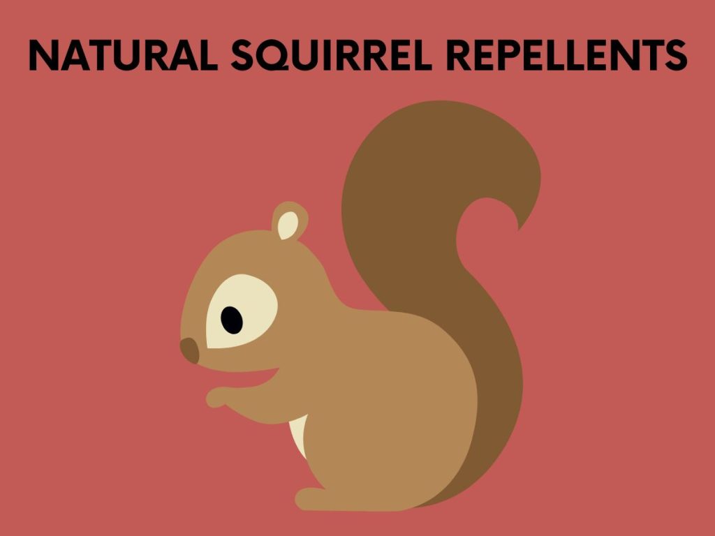 natural squirrel repellents