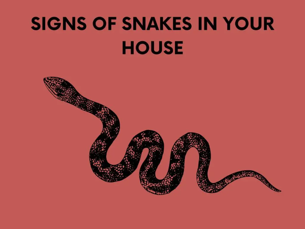 signs of snake in the house